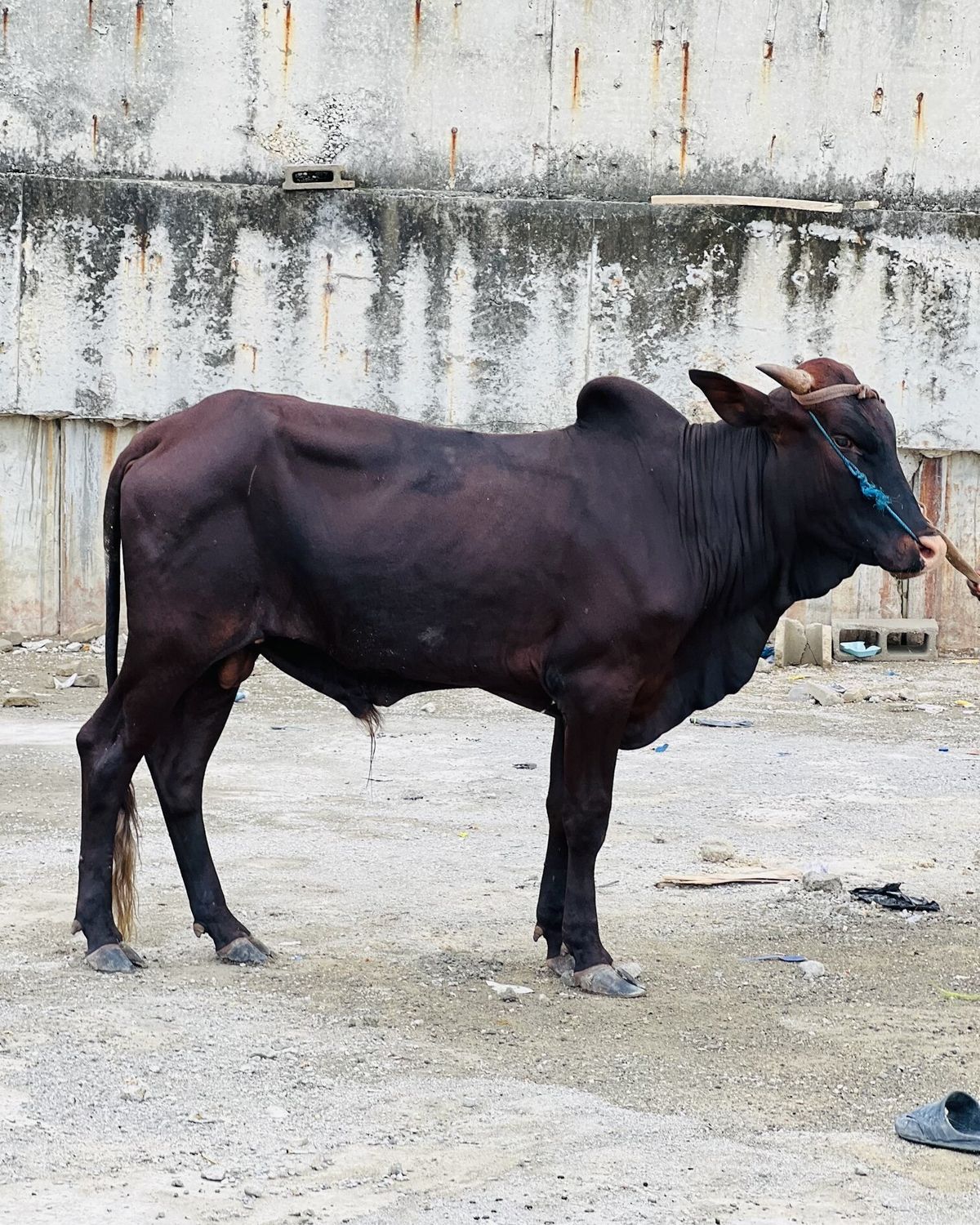 A dark brown bull standing in a livestock yard