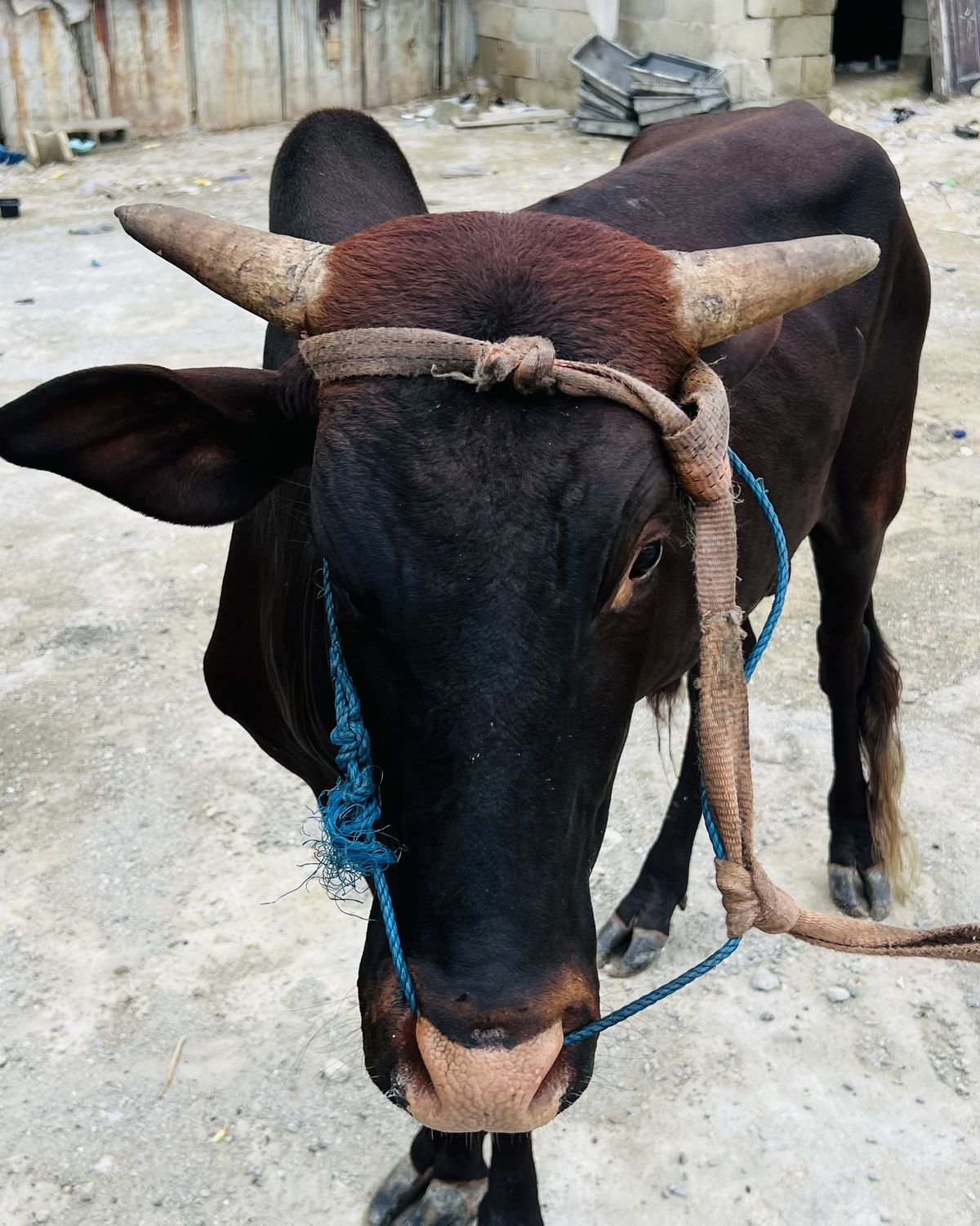 A bull facing the camera with its muzzle in full view