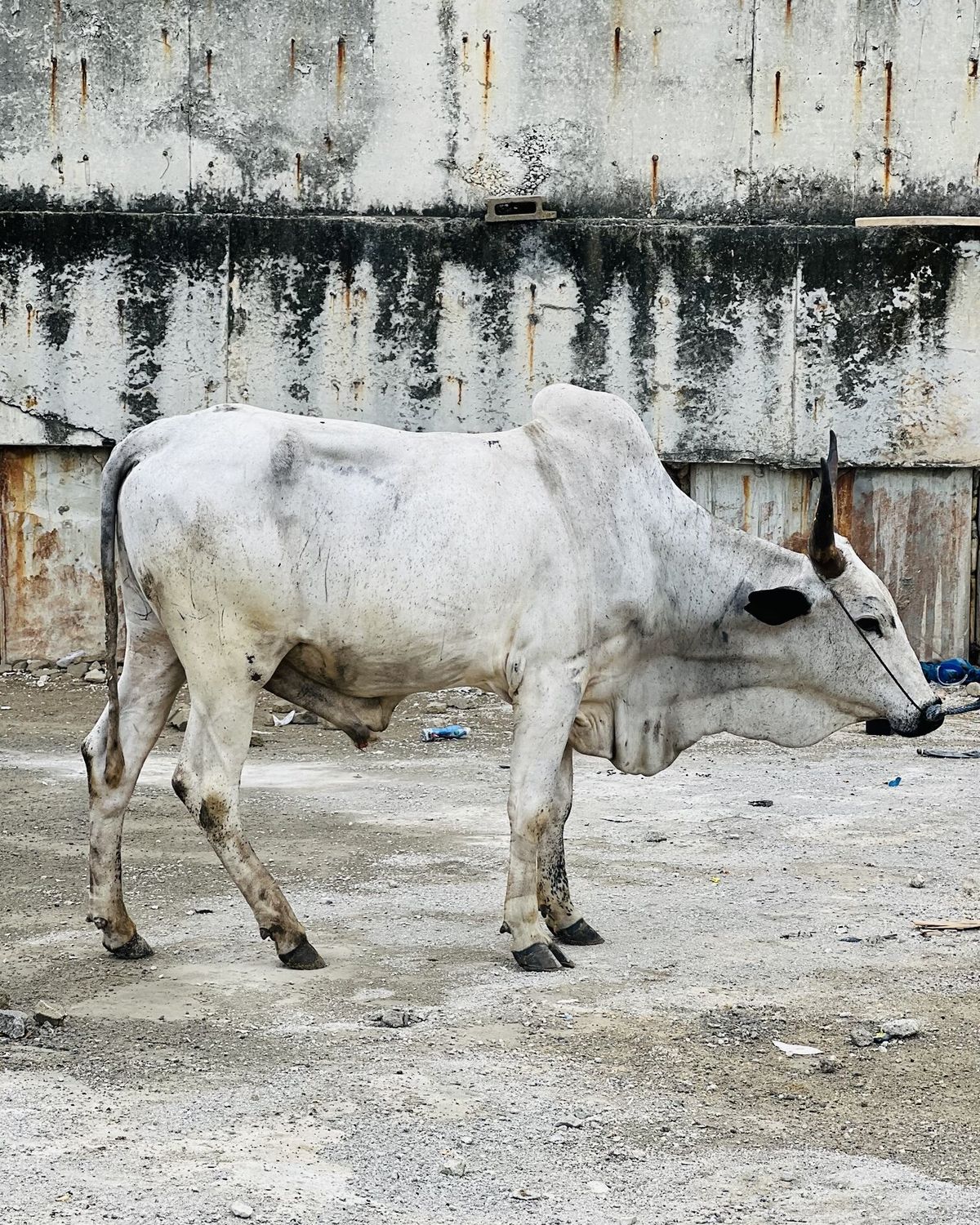 A white bull standing in a livestock yard