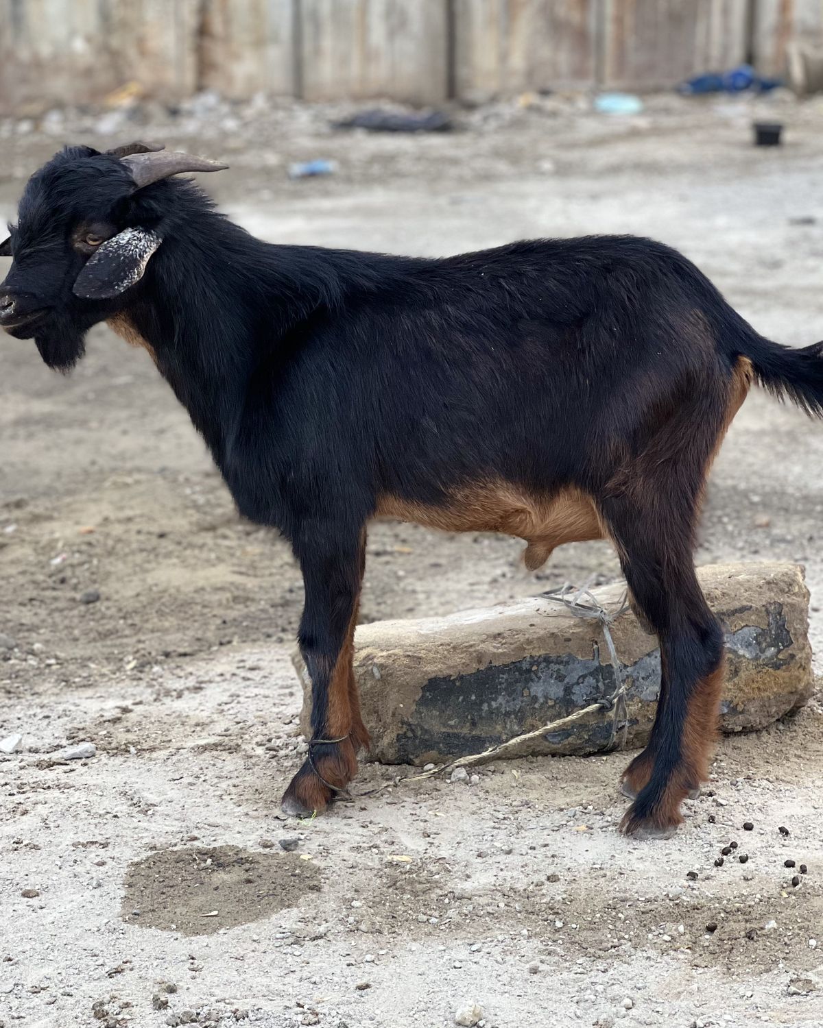 A black goat standing in a livestock yard