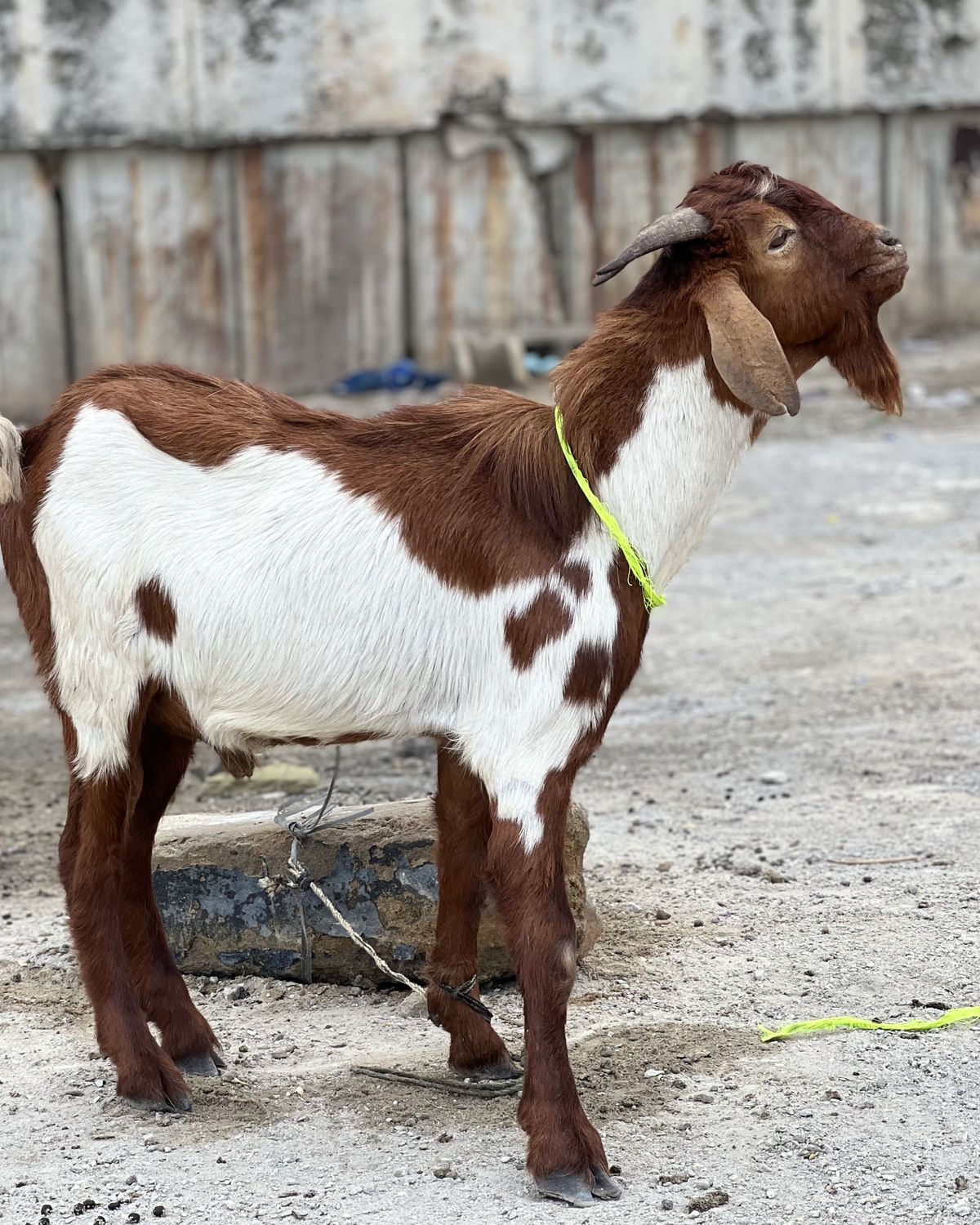 A brown and white Boer goat standing in a livestock yard