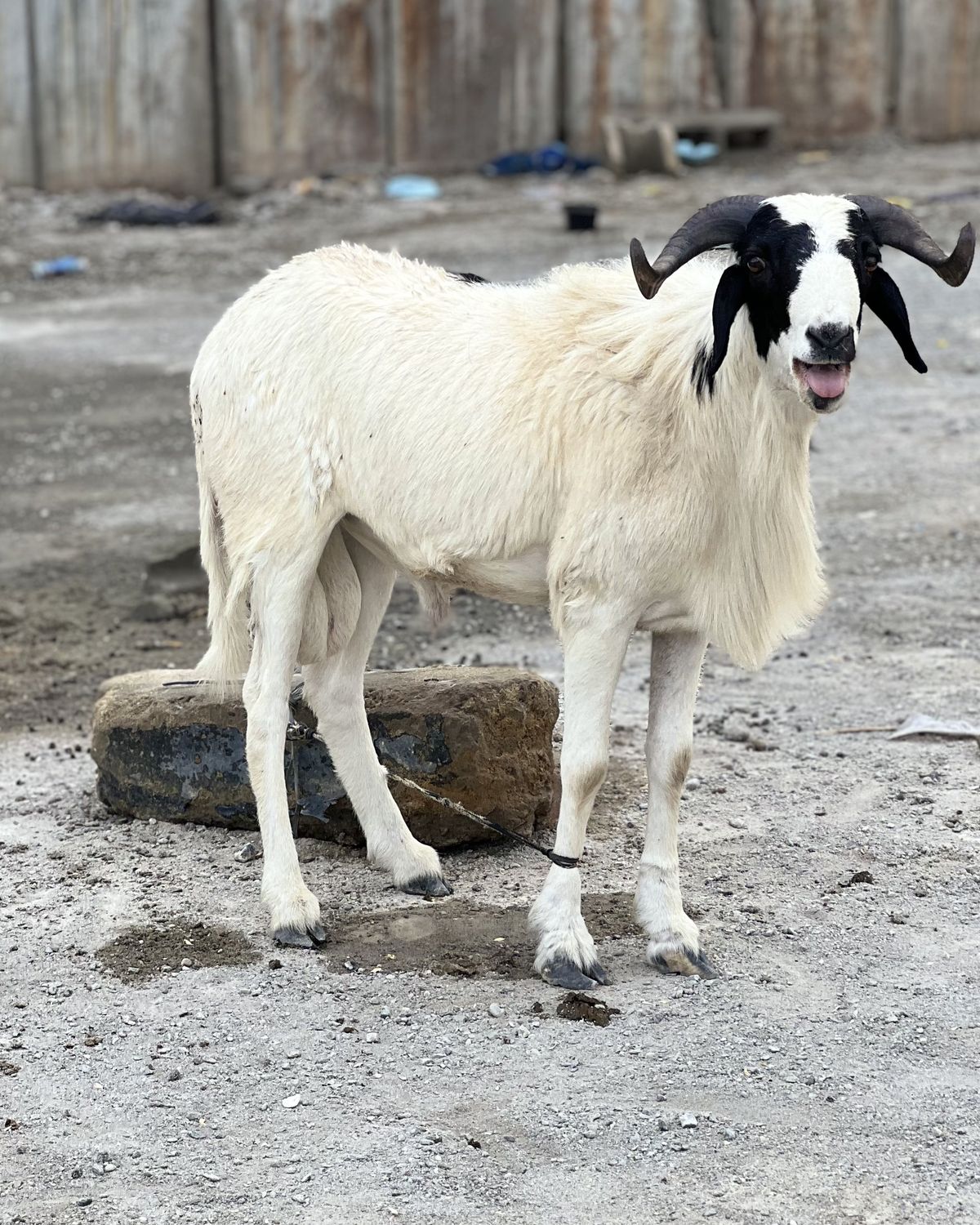 A white ram with a black face and curled horns
