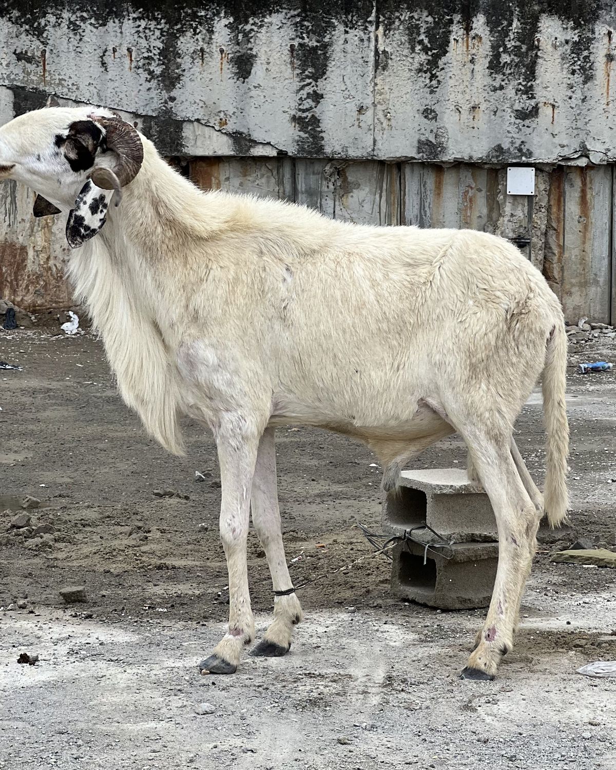 A white ram with large curled horns in a livestock yard