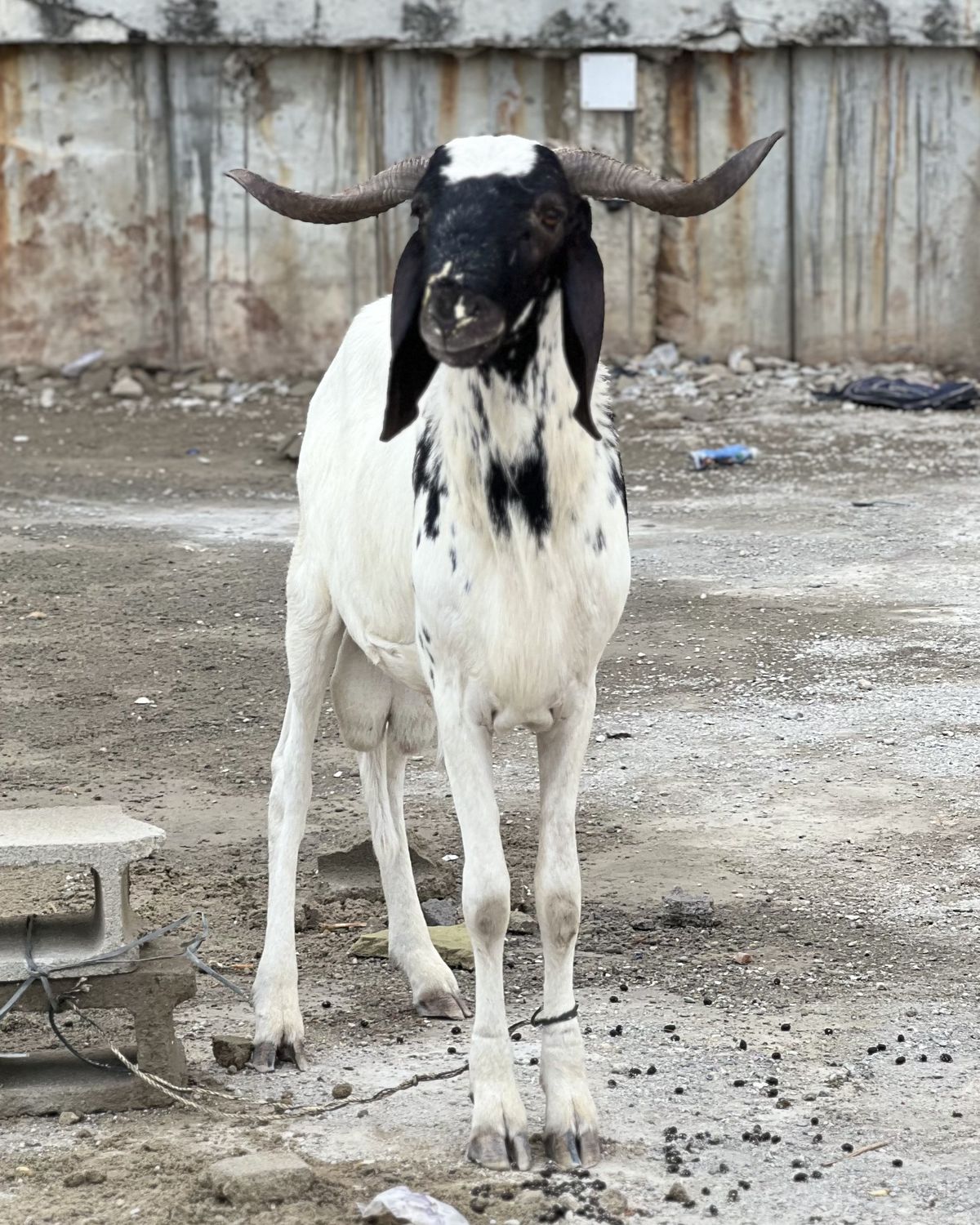 A white ram with black markings and long horns